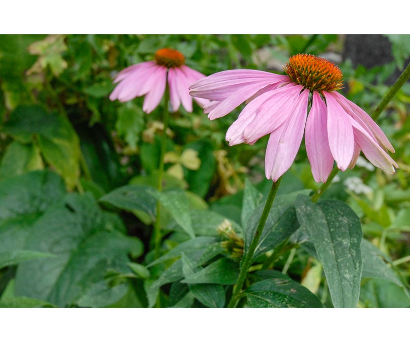 Eastern Purple Coneflower